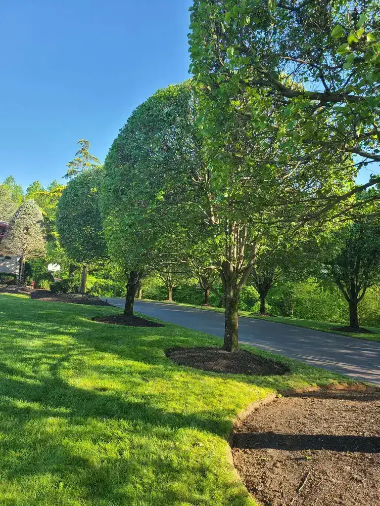 Shady Lawn Maintenance Monmouth County NJ